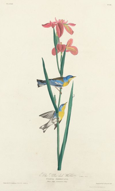 Modrá pěnice žlutohřbetá od Robert Havell after John James Audubon