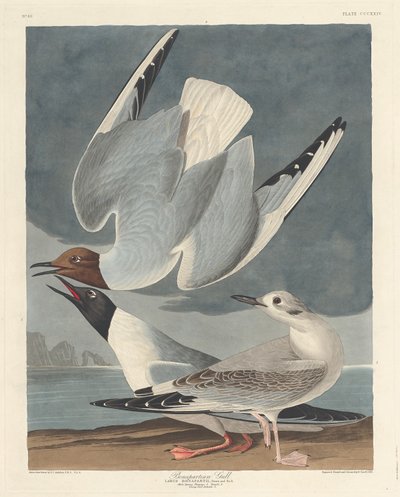 Racek Bonapartský od Robert Havell after John James Audubon