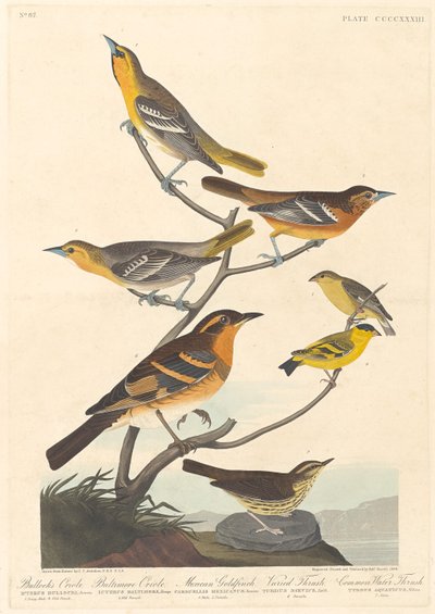 Žluva bullockova, žluva baltimorská, stehlík mexický a drozd pestrý od Robert Havell after John James Audubon