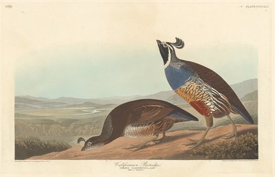 Kalifornský Partridge od Robert Havell after John James Audubon