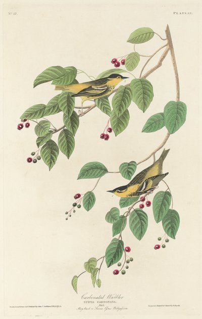 Pěnice sycená od Robert Havell after John James Audubon
