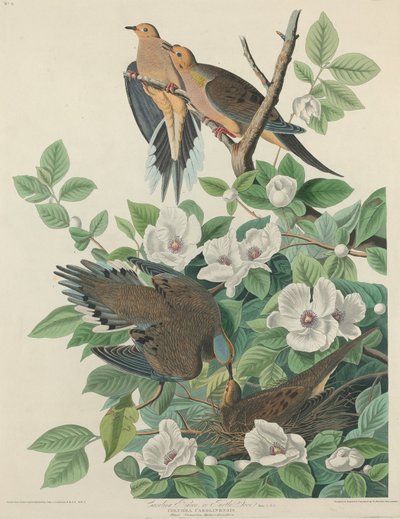 Carolina Pigeon nebo Turtle Dove od Robert Havell after John James Audubon