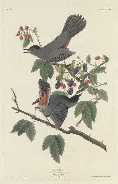 Kočka pták od Robert Havell after John James Audubon