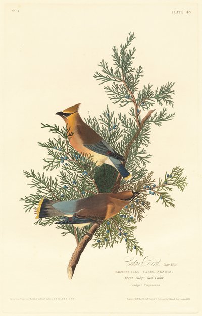 Cedrový pták od Robert Havell after John James Audubon