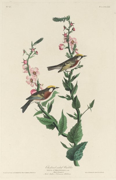 Pěnice kaštanová od Robert Havell after John James Audubon