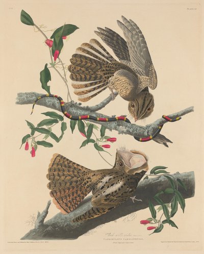 Vdova po Chucku Willovi od Robert Havell after John James Audubon