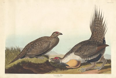Cock of the Plains od Robert Havell after John James Audubon