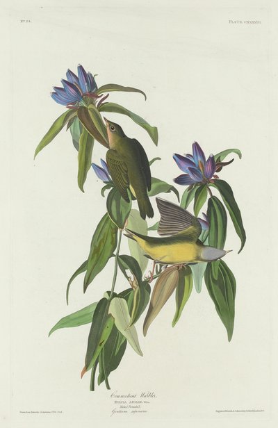 Connecticut pěnice od Robert Havell after John James Audubon