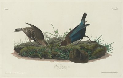 Strnad kravský od Robert Havell after John James Audubon