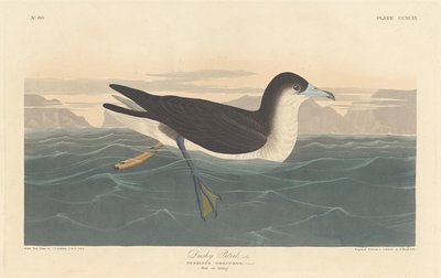 Dusky Petrel od Robert Havell after John James Audubon