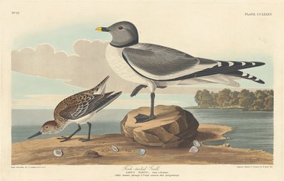 Racek vidlicový od Robert Havell after John James Audubon