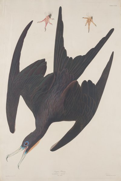 Fregata Pelikán od Robert Havell after John James Audubon
