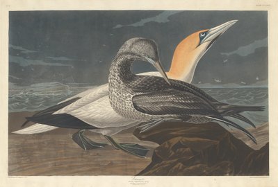 Gannet od Robert Havell after John James Audubon