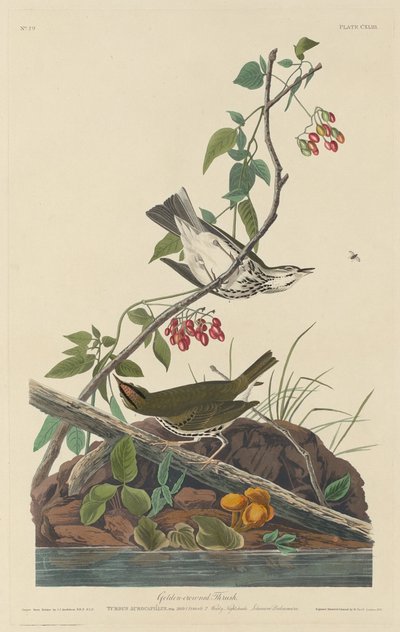 Drozd zlatokorunový od Robert Havell after John James Audubon