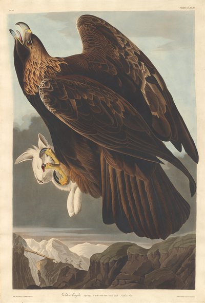 Zlatý orel od Robert Havell after John James Audubon
