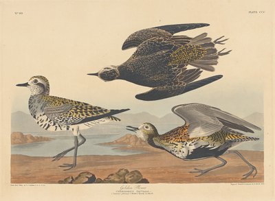 Kulík zlatý od Robert Havell after John James Audubon