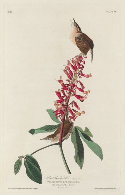 Velká Carolina Wren od Robert Havell after John James Audubon