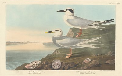 Rybák Havellův a Rybák Trudeauův od Robert Havell after John James Audubon