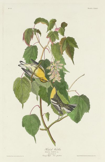Hemlock pěnice od Robert Havell after John James Audubon