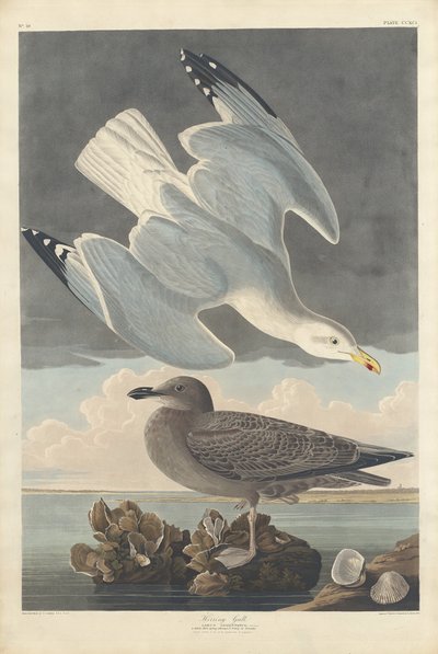 Racek stříbřitý od Robert Havell after John James Audubon