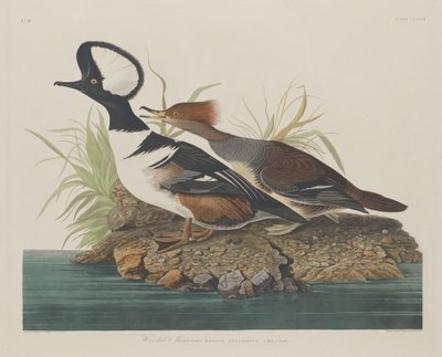 Merganer s kapucí od Robert Havell after John James Audubon