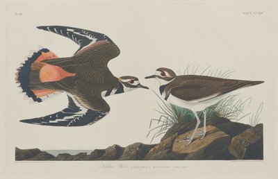 Kildeer Kulík od Robert Havell after John James Audubon
