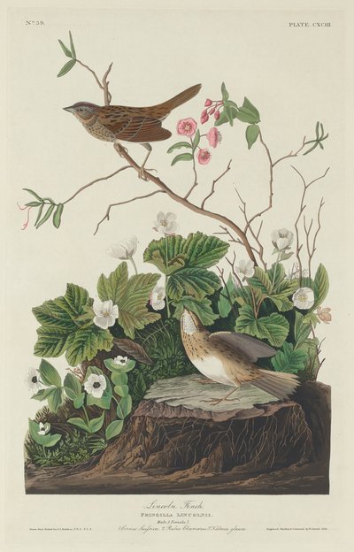 Lincoln Finch od Robert Havell after John James Audubon