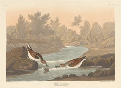 Sandpiper malý od Robert Havell after John James Audubon