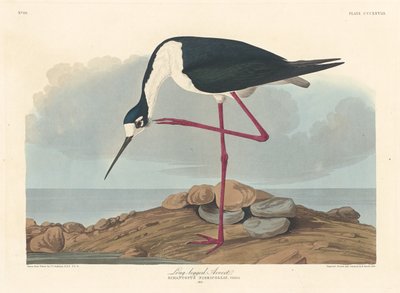 Dlouhonohý Avocet od Robert Havell after John James Audubon