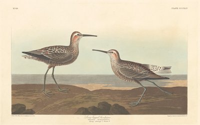 Sandpiper dlouhonohý od Robert Havell after John James Audubon