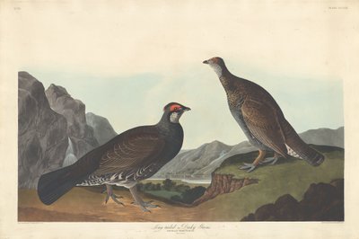 Dlouhoocasý nebo Dusky Grous od Robert Havell after John James Audubon