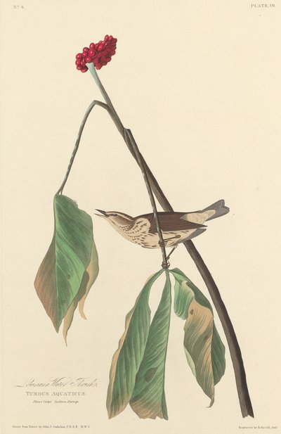 Louisiana Water Thrush od Robert Havell after John James Audubon