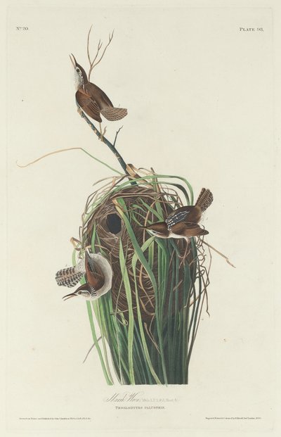 Marsh Wren od Robert Havell after John James Audubon