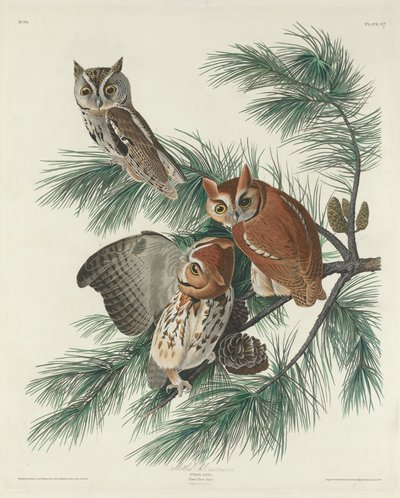 Sova strakatá od Robert Havell after John James Audubon