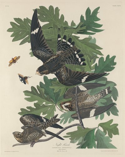 Noční jestřáb od Robert Havell after John James Audubon