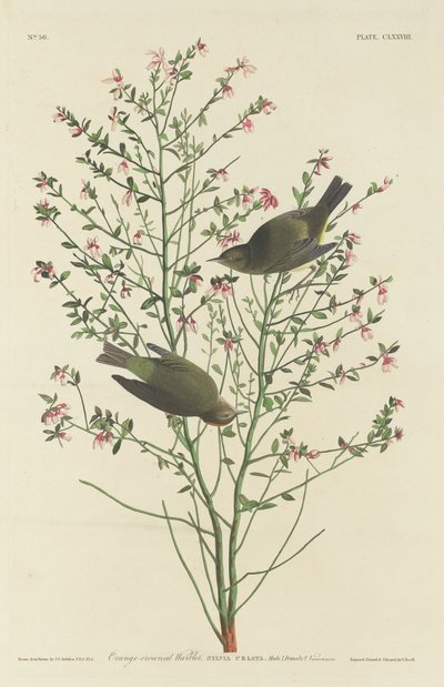 Pěnice oranžová od Robert Havell after John James Audubon