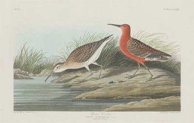 Pigmy Curlew od Robert Havell after John James Audubon