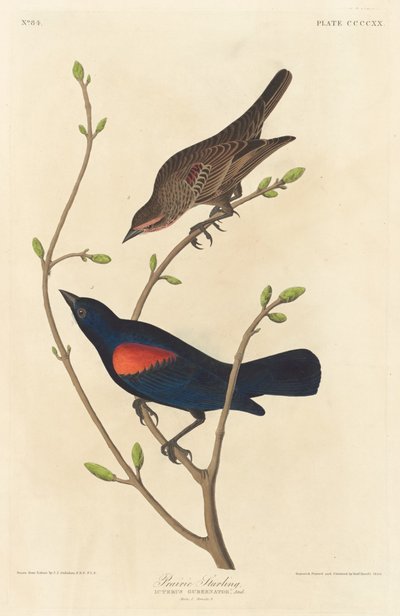 Špaček prérijní od Robert Havell after John James Audubon