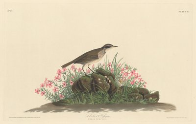 Titulní list Prairie od Robert Havell after John James Audubon