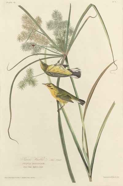 Pěnice prérijní od Robert Havell after John James Audubon