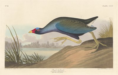 Fialový gallinule od Robert Havell after John James Audubon