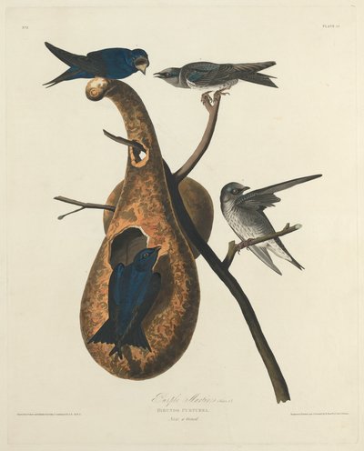 Fialový Martin od Robert Havell after John James Audubon