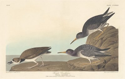 Sandpiper fialový od Robert Havell after John James Audubon