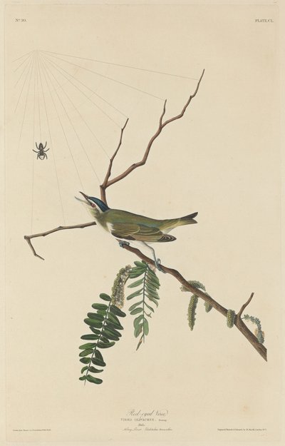 Red-Eyed Vireo od Robert Havell after John James Audubon