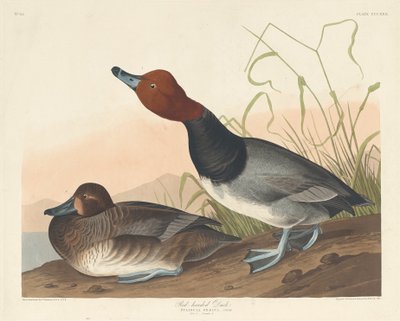 Kachna rudohlavá od Robert Havell after John James Audubon