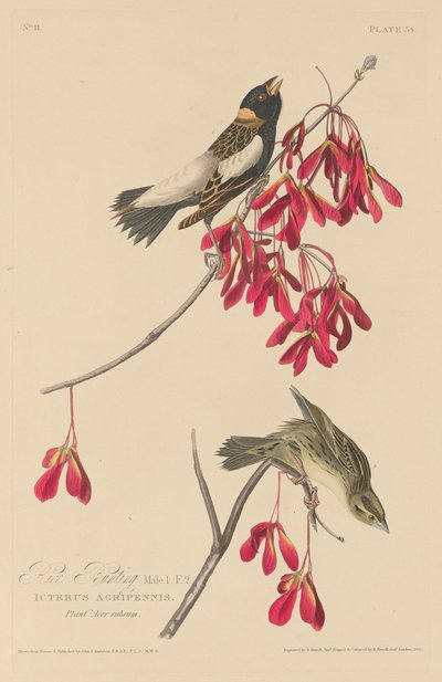 Strnad rýžový od Robert Havell after John James Audubon