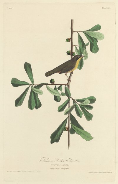 Roscoeovo žluté hrdlo od Robert Havell after John James Audubon