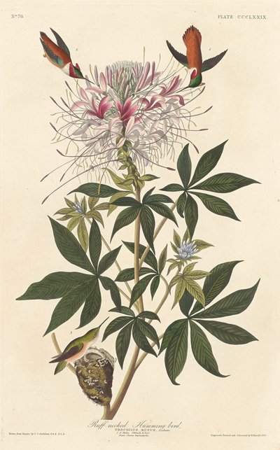 Kolibřík s nařaseným krkem od Robert Havell after John James Audubon
