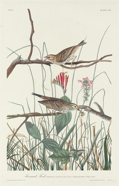 Savannah Finch   1241170   cs       czech Successfully Translated  Original: Tekening Translat: Tekening 1373321 cs czech Successfully Translated Original: Rembrandt, Self-Portrait Translat: Rembrandt, Self-Portrait 1254655 cs czech Successfully Translated od Robert Havell after John James Audubon