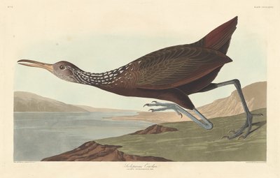 Scolopaceus Courlan od Robert Havell after John James Audubon